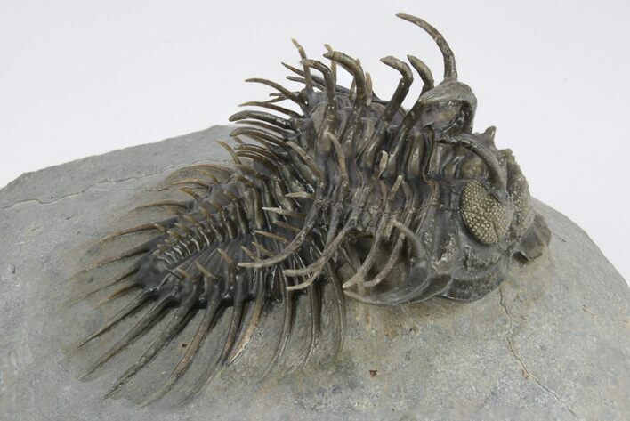 Spiny Comura Trilobite - Excellent Preparation #245922